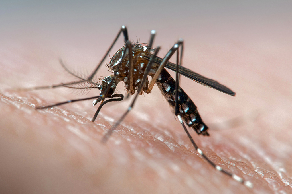 Inteligência artificial pode prever surtos de dengue, zika e chikungunya
