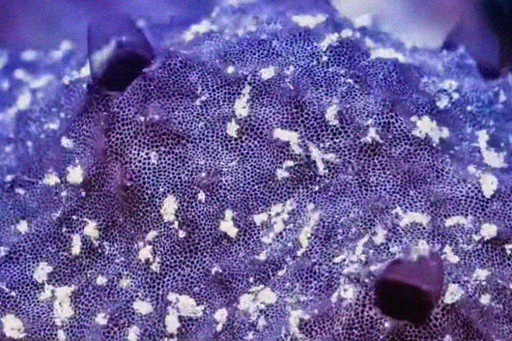 Captura de tela de frame de vídeo que mostra a respiração da esponja.