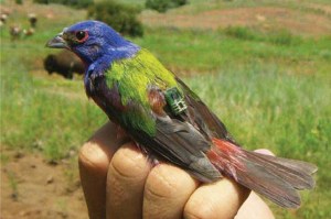 Um pássaro da espécie Passerina ciris com um geolocalizador pequeno nas costas.