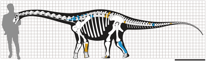 Conheça a nova espécie de dinossauro anão encontrada no Brasil 2 Ilustração mostrando a escala do Ibirania parva em relação a uma pessoa.