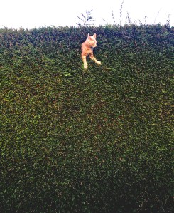 Prêmio que escolhe as fotos mais engraçadas de pets anuncia vencedores 6 .