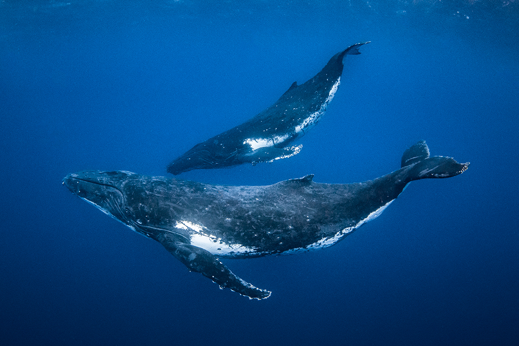 Xixi de baleias é importantíssimo para o transporte de nutrientes nos oceanos