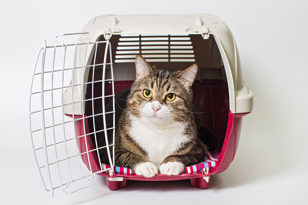 5 coisas que você precisa saber antes de hospedar seu cão ou gato para viajar