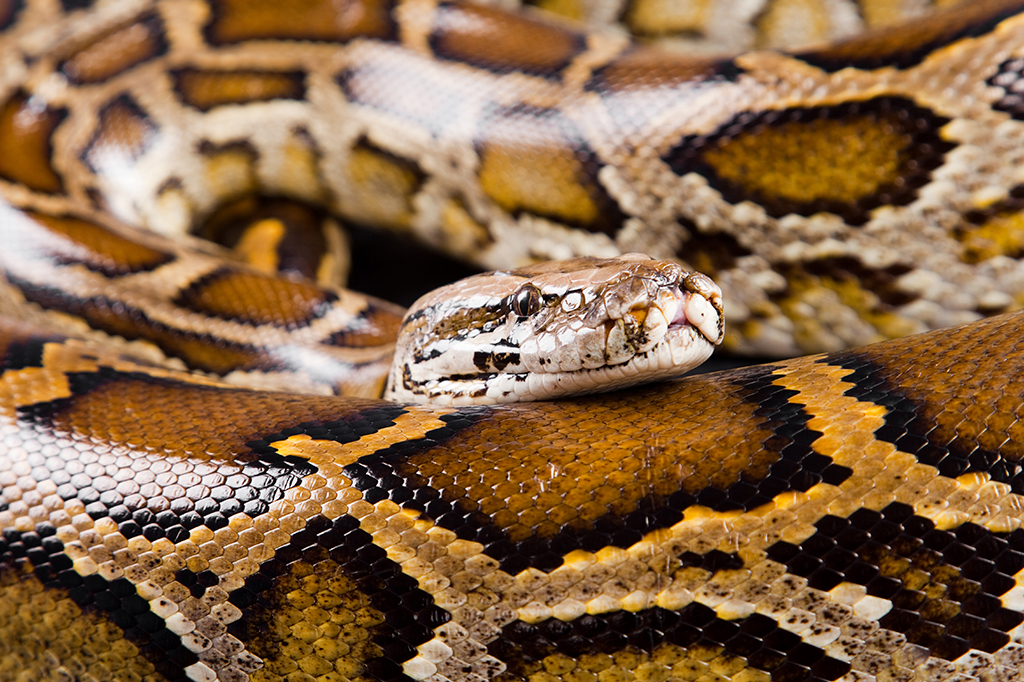 Estudo revela como esta cobra de 5 metros faz para engolir animais inteiros