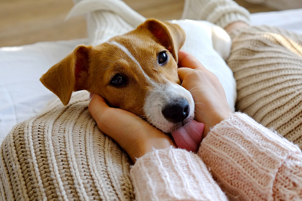 A ciência confirma: carinho em cães melhora nosso bem-estar emocional