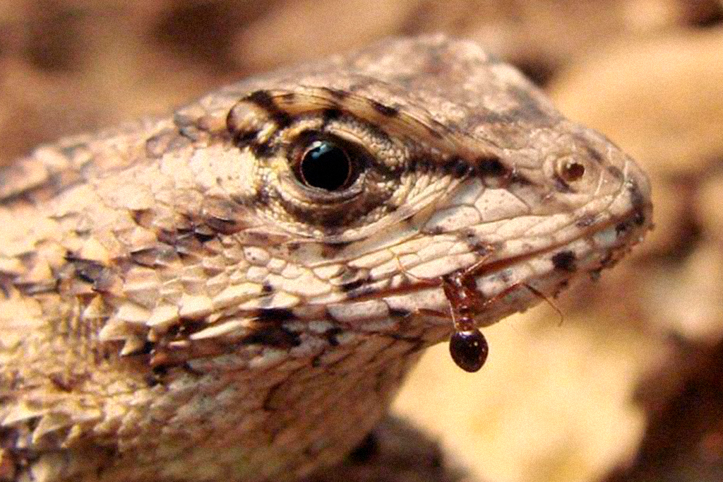 Close de um lagarto com uma formiga na boca.