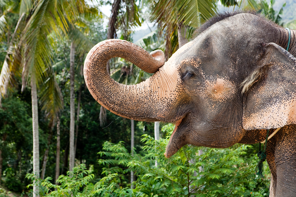 Elefante é o mamífero terrestre com mais neurônios para movimentos faciais