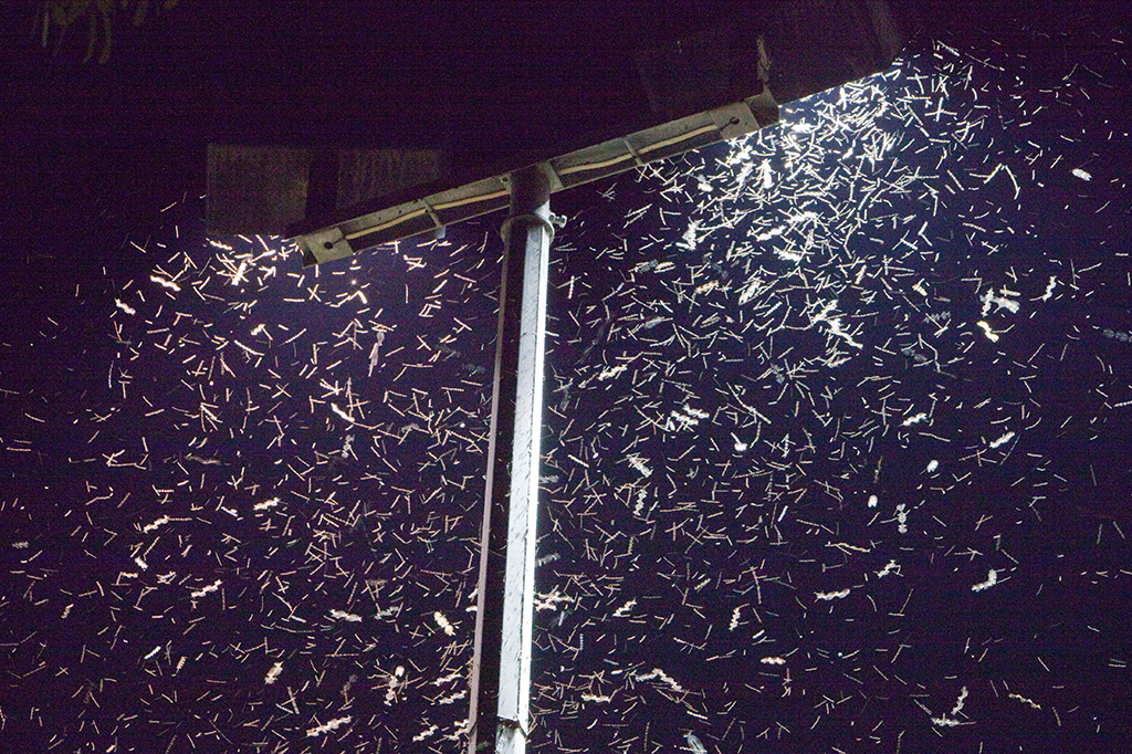 Enxames de insetos podem eletrificar o ar – como acontece em tempestades