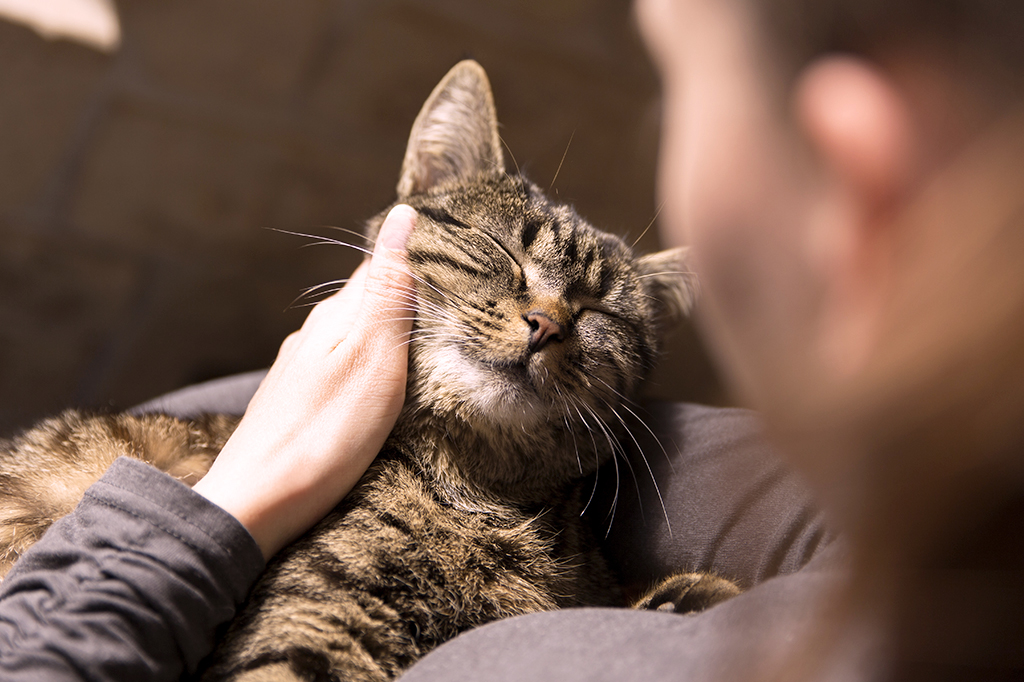 O que ter um gato faz com o seu cérebro – e com o dele