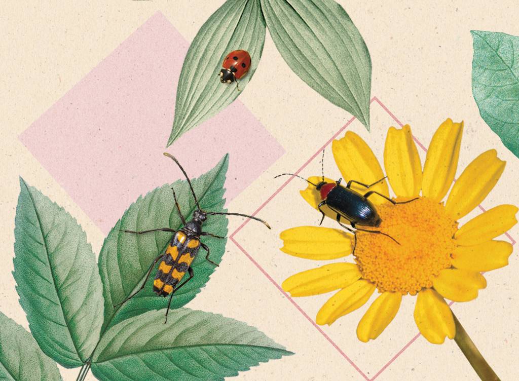 SI_445_Abelhas_04 Colagem com 2 besouros, uma joaninha, plantas e flores.