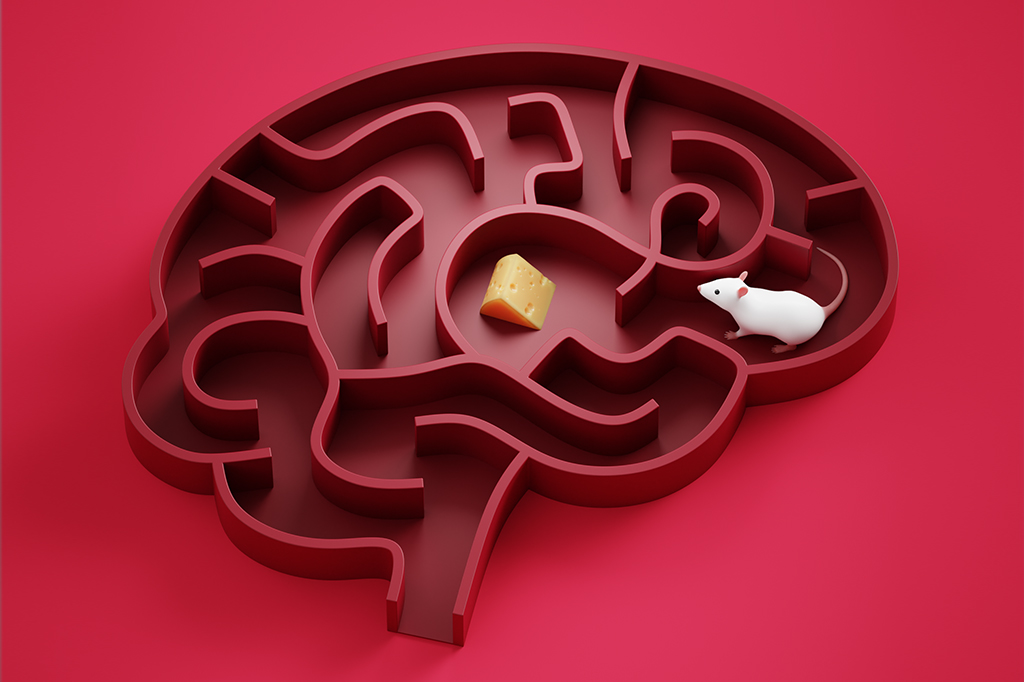 Cientistas implantam neurônios humanos em ratos