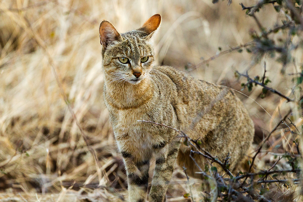 Foto de um gato selvagem.