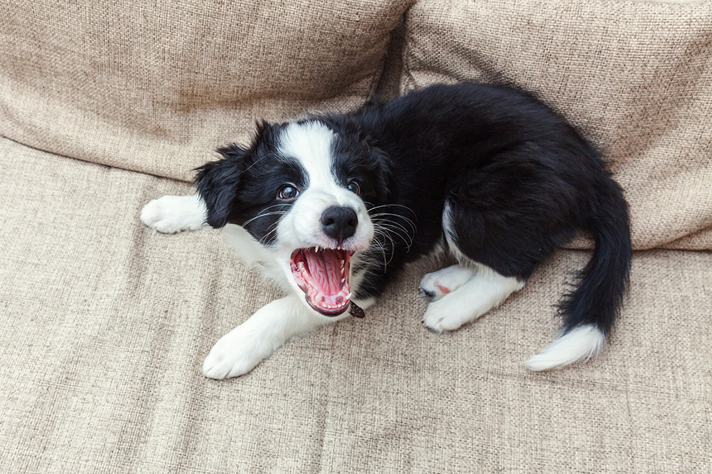 Cachorrinho da raça border collie em um sofá com uma cara de bravo, latindo.