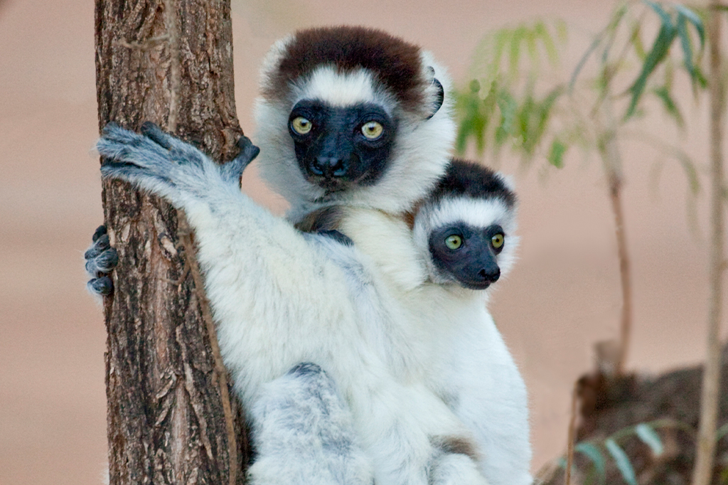 Retrato de dois lêmures Sifaka de Verreaux, um adulto e um filhote, pendurados em um galho de árvore.