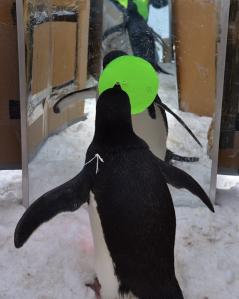 animais-espelho-teste-2 Imagem do estudo com um pinguim se olhando no espelho.