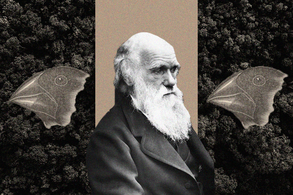 Os tentilhões de Charles Darwin: uma lenda que surgiu sem querer