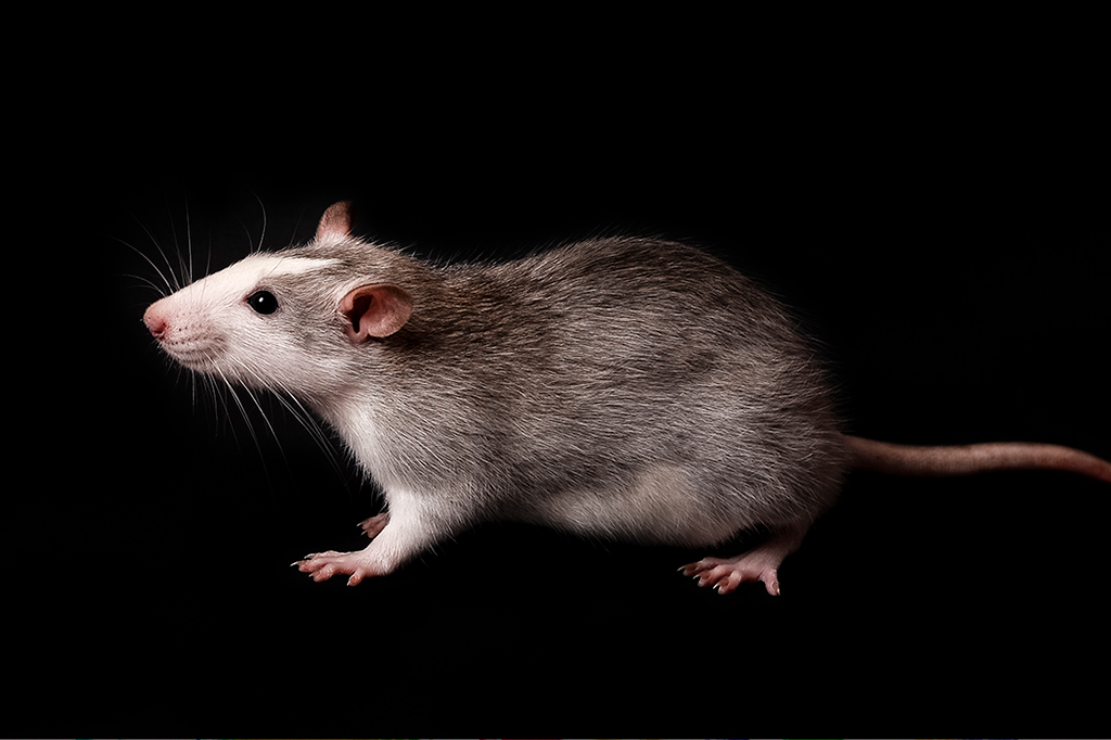 Mapa mais detalhado do cérebro de um camundongo inclui 5200 tipos de células