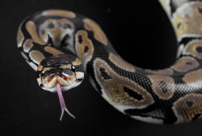 Foto de uma cobra píton.