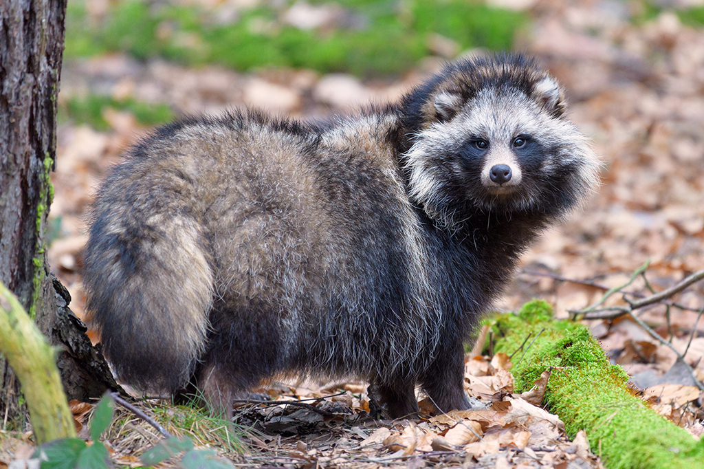 Estudo genético liga cães-guaxinins à possível origem do coronavírus