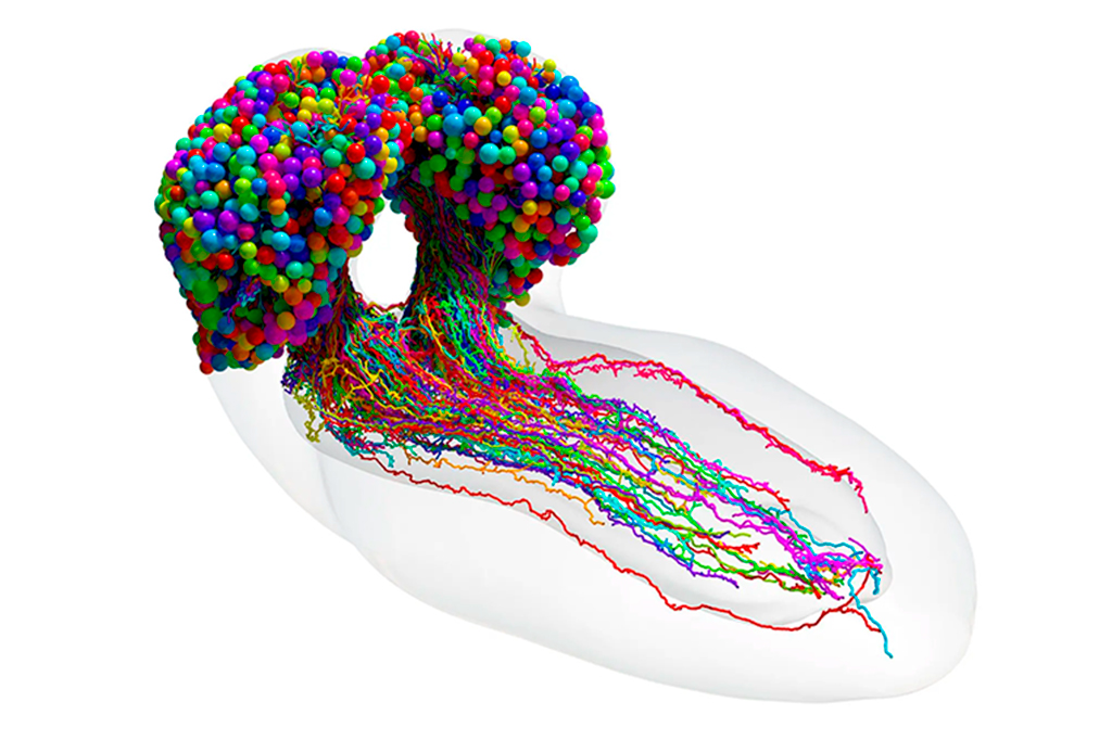 Primeiro mapa de fiação de neurônios de larva de mosca da fruta revelado