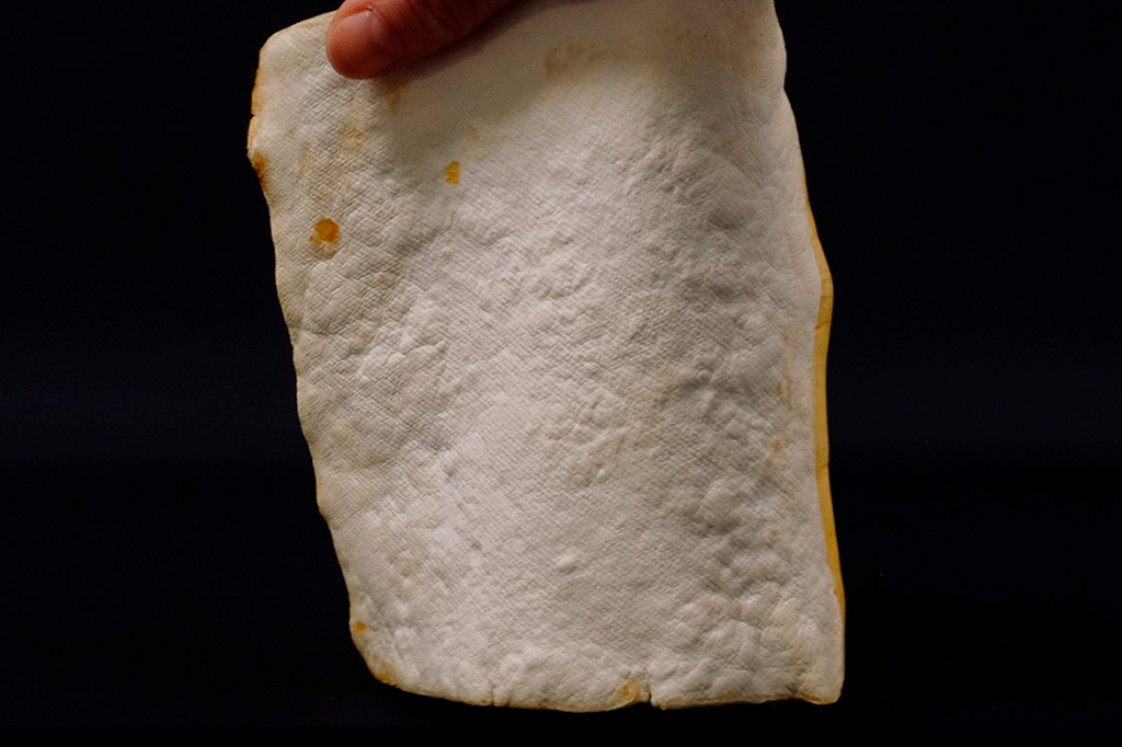 Cientistas criam “couro” feito de fungos que pode se reparar sozinho