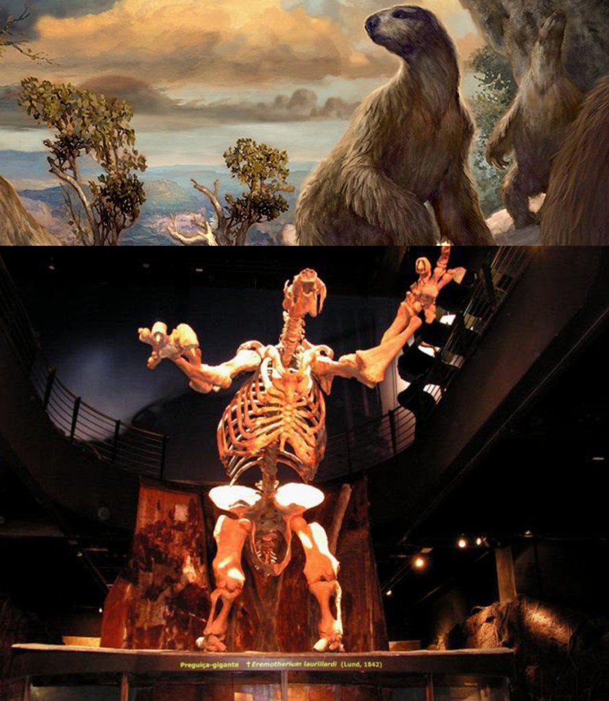 Reconstrução artística da aparência de uma preguiça-gigante e fóssil de preguiça-gigante em exposição no museu da PUC-MG.