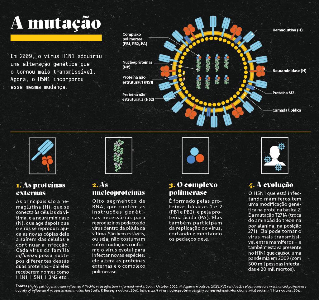 SI_450_H5N1_03-B Infográfico mostrando a mutação do vírus H5N1.