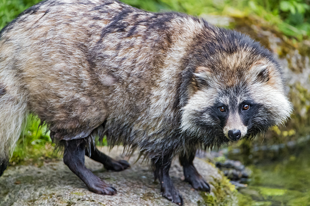 “Sars-CoV-2 veio de um animal, mostra estudo”. Não é bem assim…