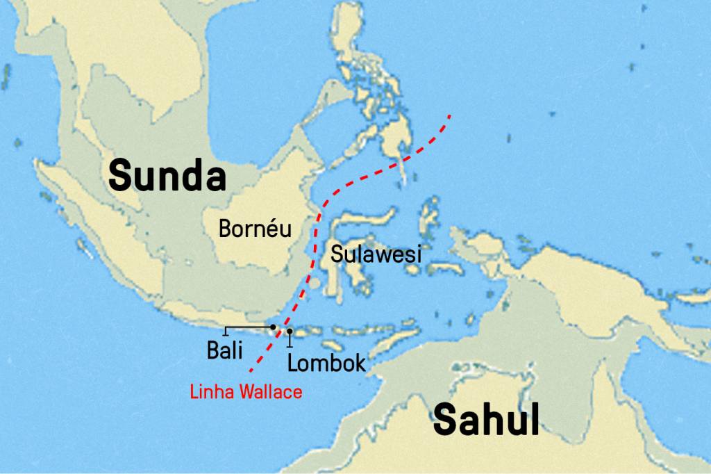 Conheça a linha Wallace, a fronteira invisível que divide dois mundos