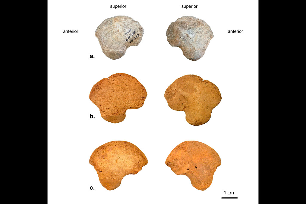 0808_fossil_layout_site Vista lateral (esquerda) e medial (direita) de (a) o ílio direito (espelhado à esquerda) de AR-63, (b) o ílio esquerdo do neandertal perinatal LM2 e (c) o ílio esquerdo de um indivíduo perinatal recente (T41).