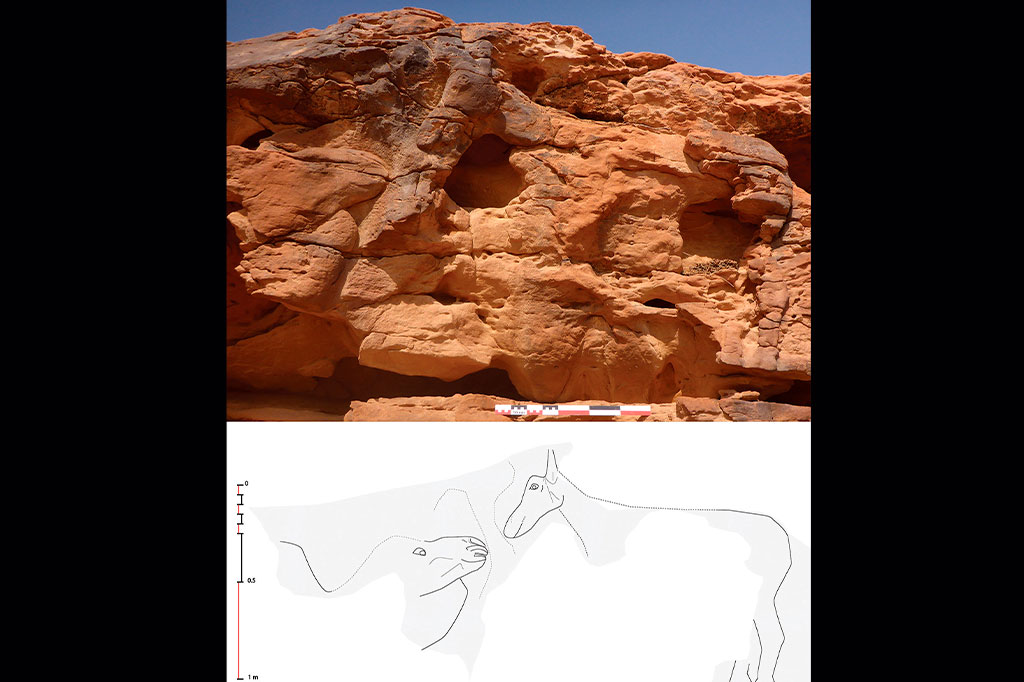 0829_camelo2_layout_site Montagem com foto superior mostrando esculturas de camelos esculpidas em rochas na província de Al Jawf, no noroeste da Arábia Saudita e ilustração das formas do camelo embaixo.