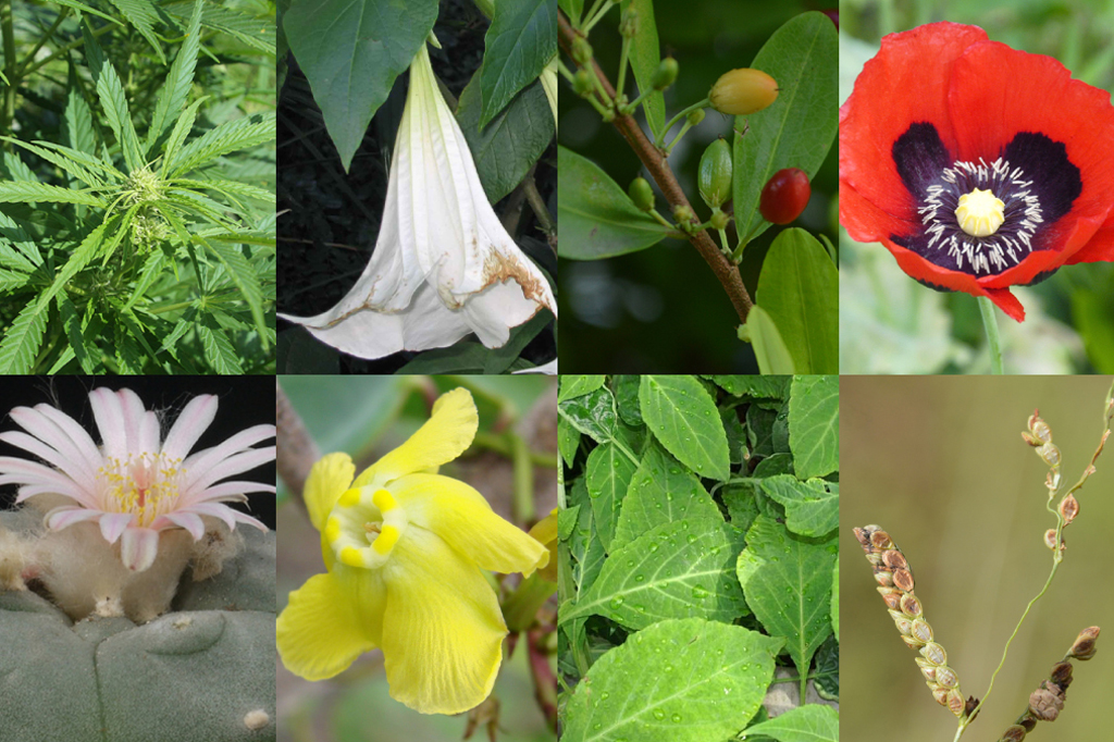 Existem sete plantas e um fungo proibidos no Brasil. Saiba quais são.