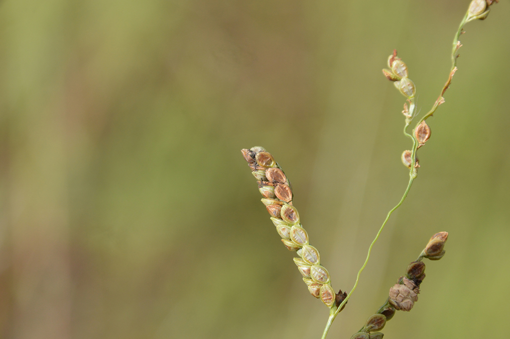 Cravagem do centeio (Claviceps paspali)