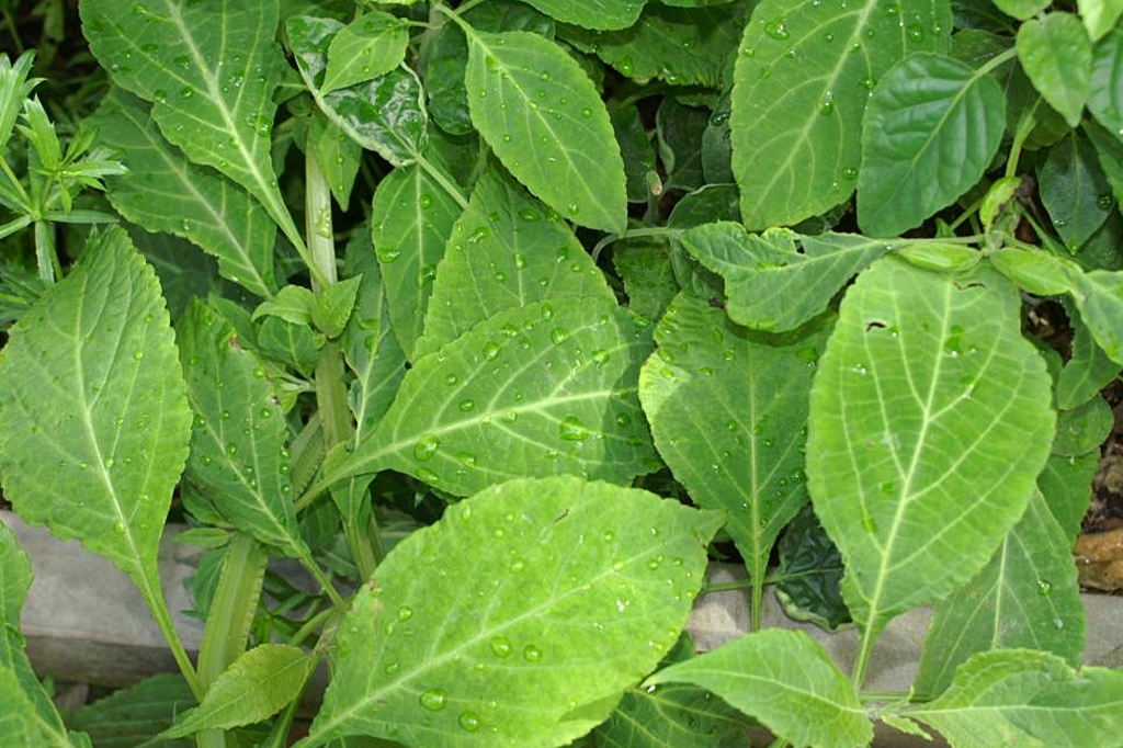 1212-super-site-salvia Sálvia (Salvia divinorum)