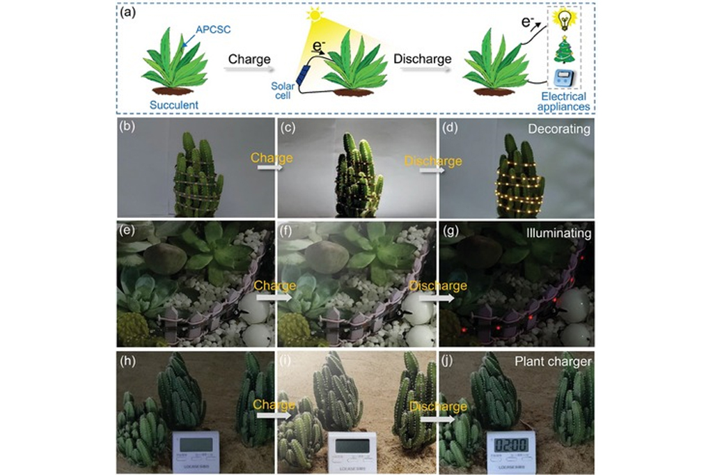 Ilustração esquemática do processo de armazenamento de energia de plantas suculentas