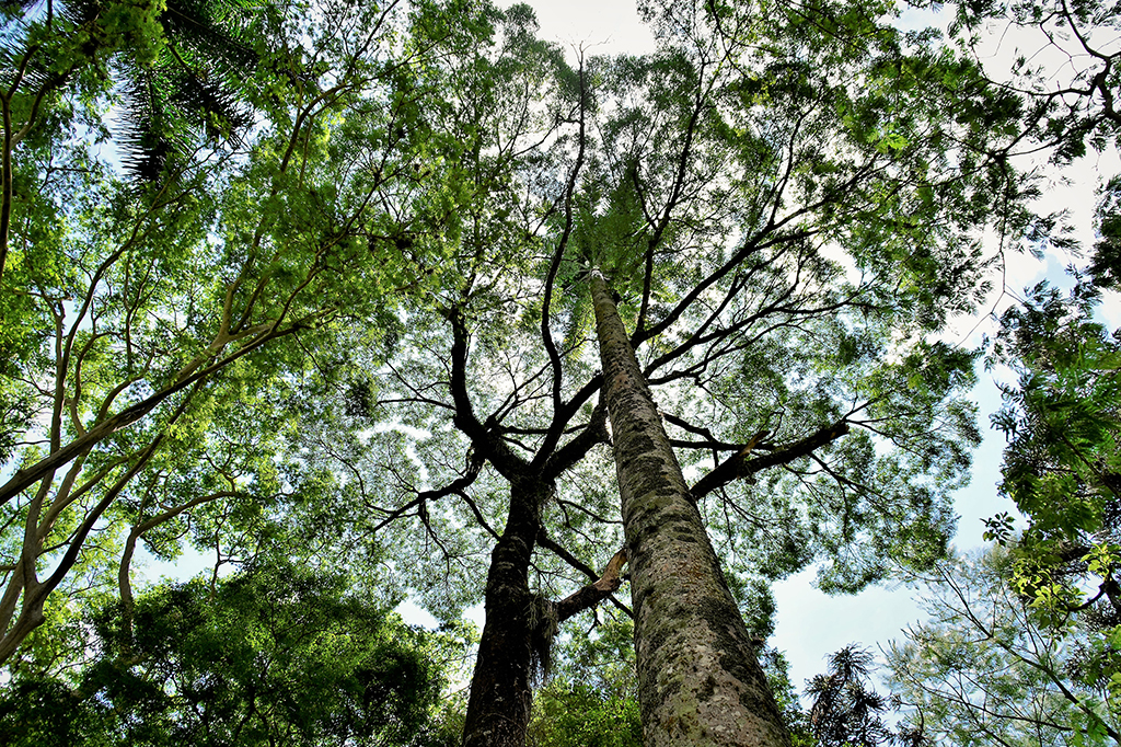80% das árvores endêmicas da Mata Atlântica estão em risco de extinção