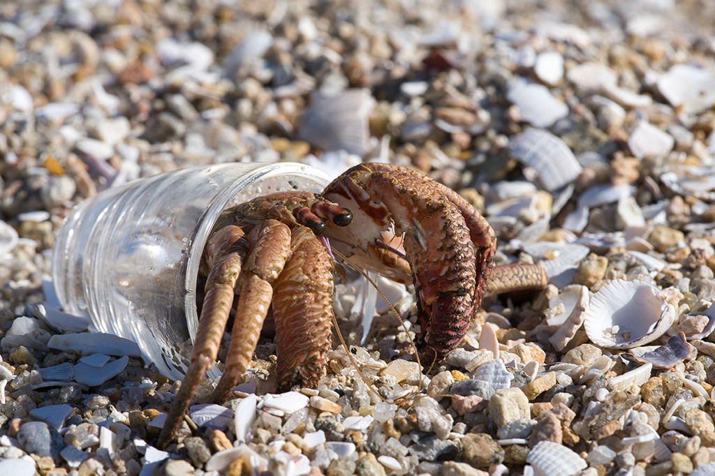 Do luxo ao lixo: Caranguejos eremitas usam lixo ao invés de conchas para morar