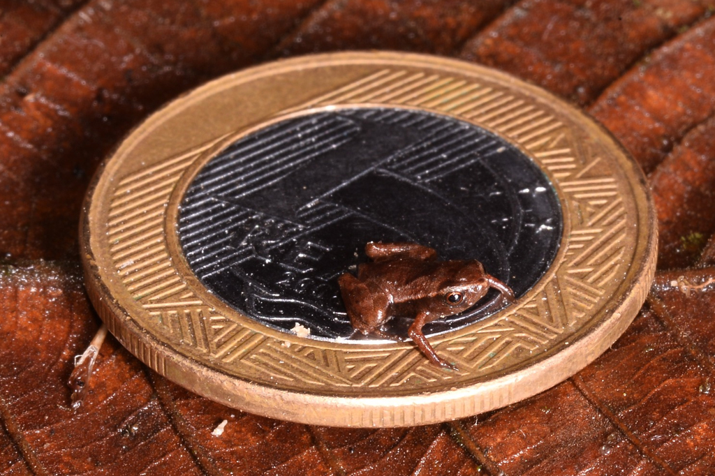 Conheça o sapinho-pulga, o menor anfíbio do mundo