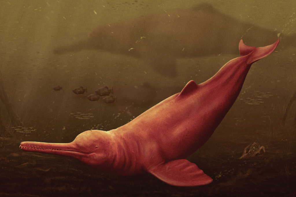 Crânio de boto pré-histórico gigante é encontrado na Amazônia