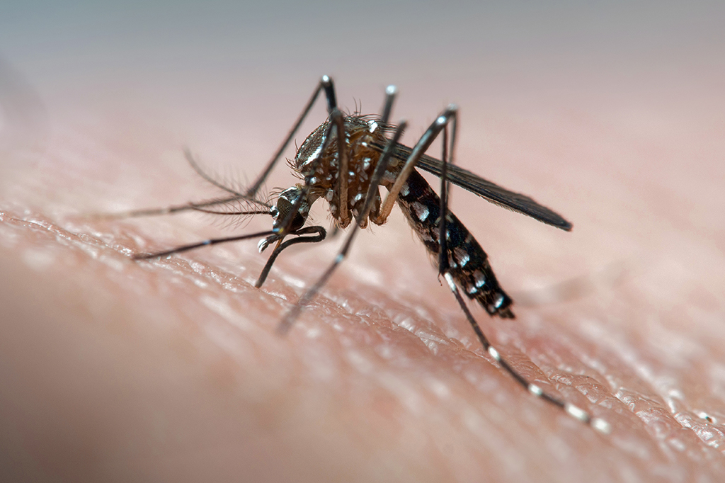 Cientistas brasileiros testam novo antiviral contra a dengue em parceria com Universidade Stanford