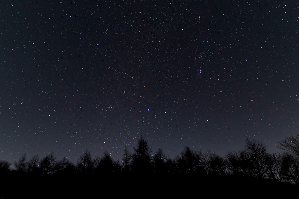 Paisagem de uma floresta com o céu escuro estrelado.