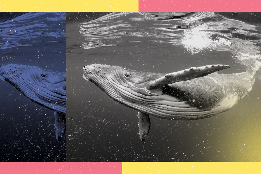 Tamanho das baleias ajuda a protegê-las do câncer