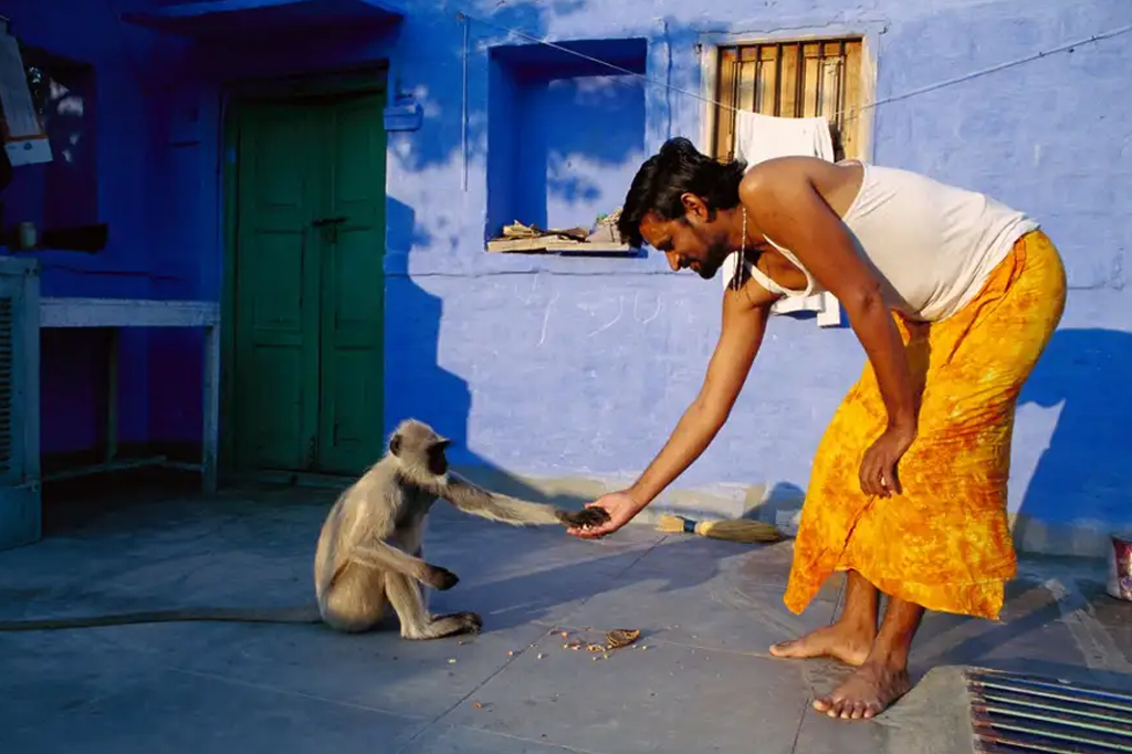 Macacos canhotos levam biólogos a repensar hipótese sobre evolução dos destros