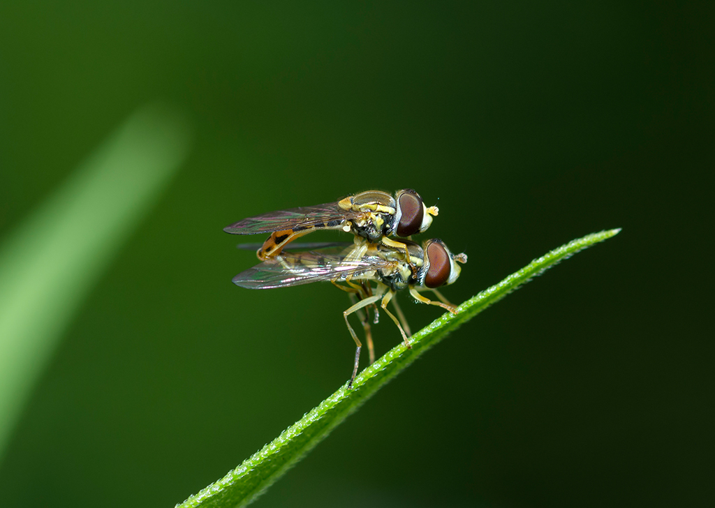 Poluição atmosférica pode fazer insetos acasalarem com a espécie errada