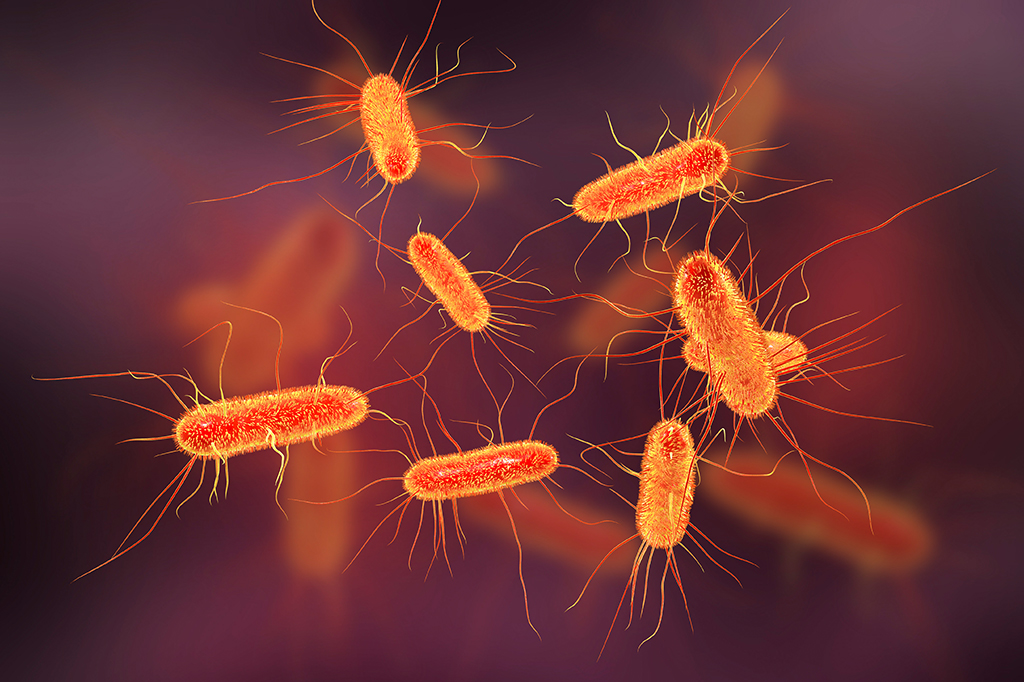 Bactérias “vampiras” letais são atraídas por proteína do sangue humano