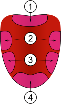 Um grafíco mostrando uma língua com regiões marcadas. A parte de trás está marcada como região 1. As laterais superiores estão marcadas como região 2. As laterais inferiores estão marcadas como região 3. A ponta da língua está marcada como região 4.