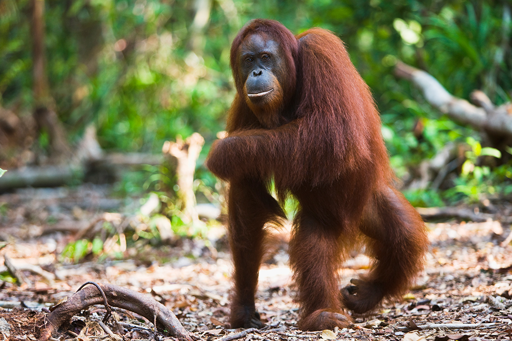 Um orangotango fêmea andando sobre as patas traseiras.
