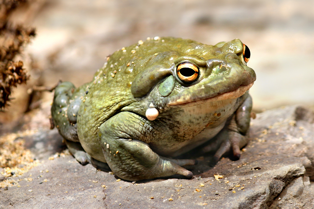 Toxina psicodélica de sapo reduz sintomas de depressão e ansiedade em camundongos