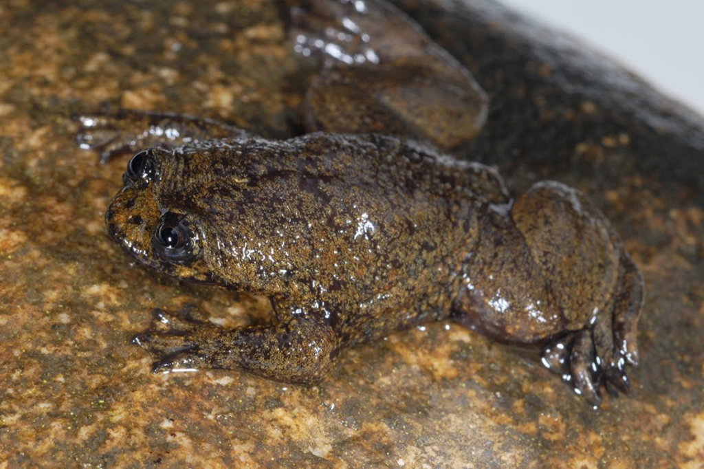 Um sapo de cabeça chata de Bornéu (Barbourula kalimantanensis) em uma rocha, Kalimantan, Indonésia.