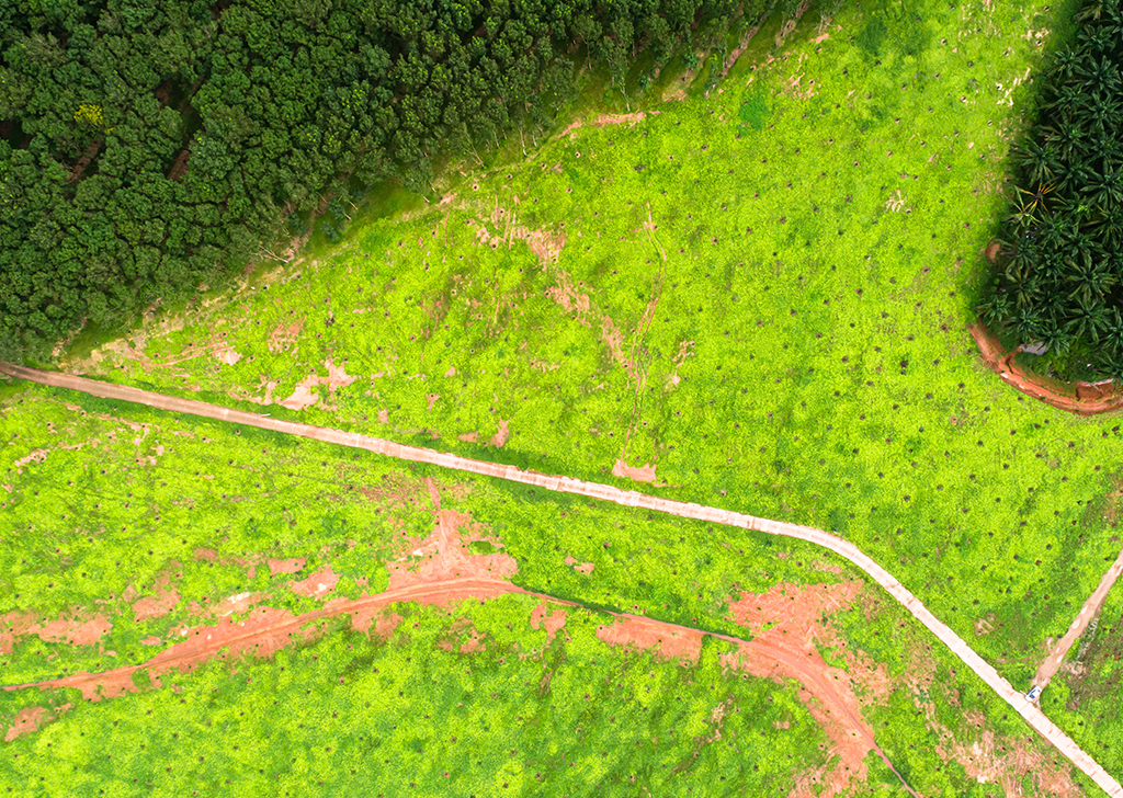 Estradas fantasmas: o problema das ruas não mapeadas para o desmatamento